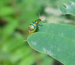 Diabrotica speciosa