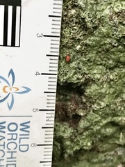 Smarididae