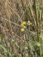 Nidorella pinnatifida
