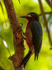 Melanerpes portoricensis