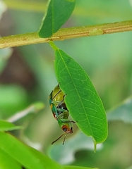 Diabrotica speciosa