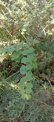 Symphoricarpos microphyllus