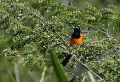 Icterus icterus