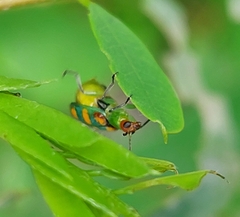 Diabrotica speciosa