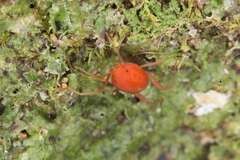 Smarididae