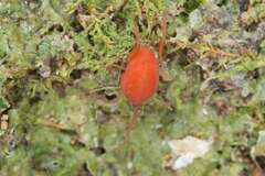 Smarididae