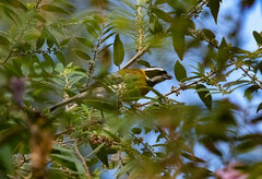 Spindalis portoricensis