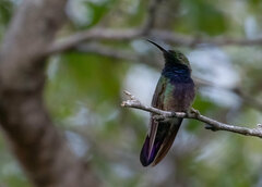Anthracothorax aurulentus