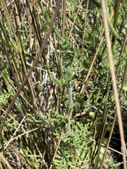 Nidorella pinnatifida