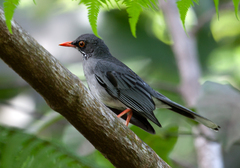 Turdus plumbeus