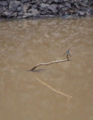 Micrathyria atra
