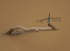Micrathyria atra