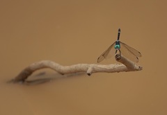 Micrathyria atra