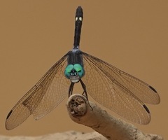Micrathyria atra