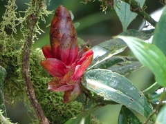 Costus spiralis