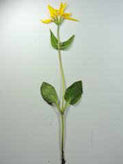 Arnica latifolia