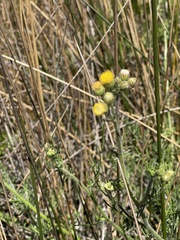 Nidorella pinnatifida