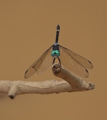 Micrathyria atra