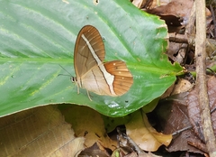 Pierella nereis