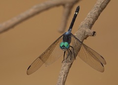 Micrathyria atra