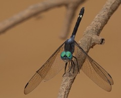 Micrathyria atra