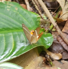 Pierella nereis