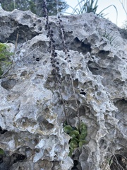 Umbilicus intermedius