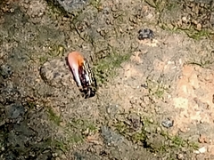 Austruca annulipes