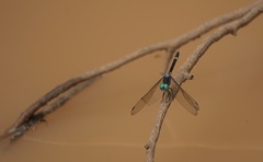 Micrathyria atra