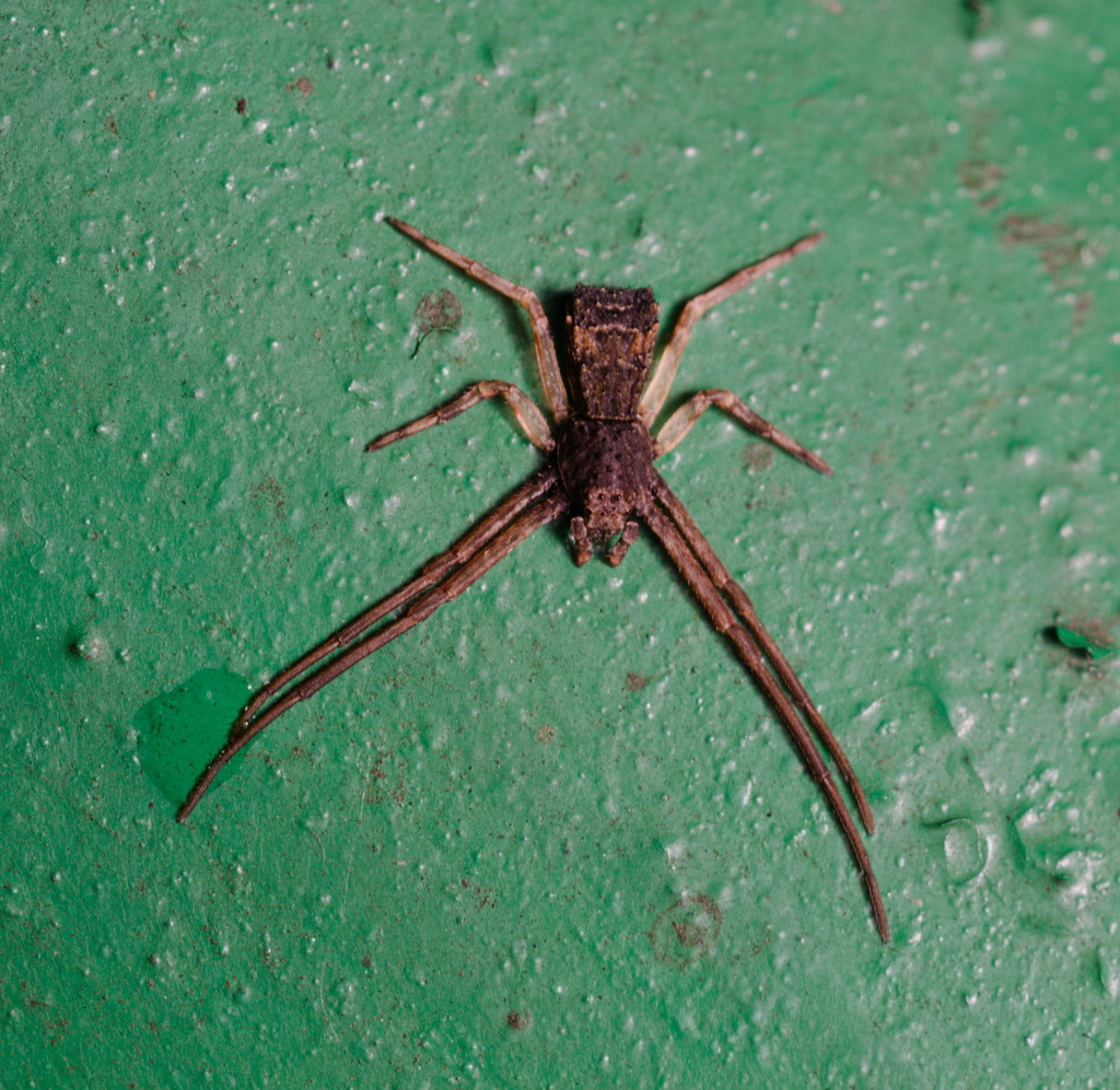 Simorcus asiaticus