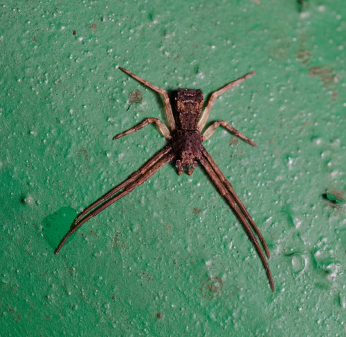 Simorcus asiaticus · iNaturalist