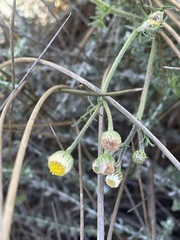 Nidorella pinnatifida