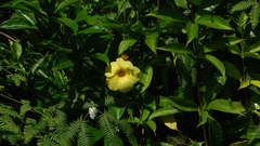 Allamanda