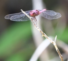 Orthemis discolor