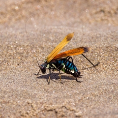 Scaphura elegans