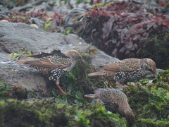 Sturnus vulgaris faroensis