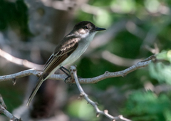 Myiarchus antillarum