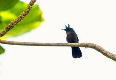 Orthorhyncus cristatus