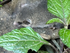 Graphiurus