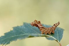 Falcaria lacertinaria