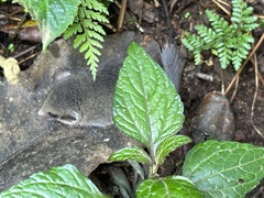 Graphiurus
