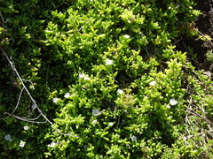 Delosperma patersoniae