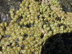 Chthamalus dentatus
