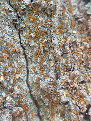 Brigantiaea leucoxantha