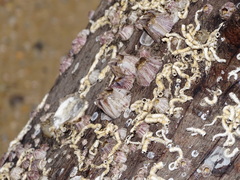 Amphibalanus amphitrite