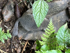 Graphiurus