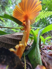 Hygrocybe
