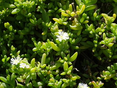 Delosperma patersoniae