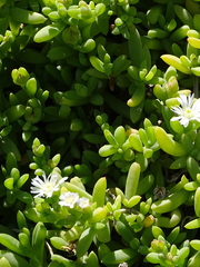 Delosperma patersoniae