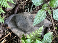 Graphiurus